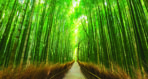 Landscape, VINYL FABRIC TEXTILE Wall Mural in Different Texture, Code M1047. It is produced as ONE PIECE WITHOUT JOINT.