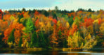 Landscape MURAL WALLPAPER, Available in Various Paper Texture, Code M1052. It is Produced as 105 CM WIDE ROLL PANELS.