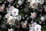 Trend Roses, VINYL FABRIC TEXTILE Wall Mural in Different Texture, Code M701. It is produced as ONE PIECE WITHOUT JOINT.