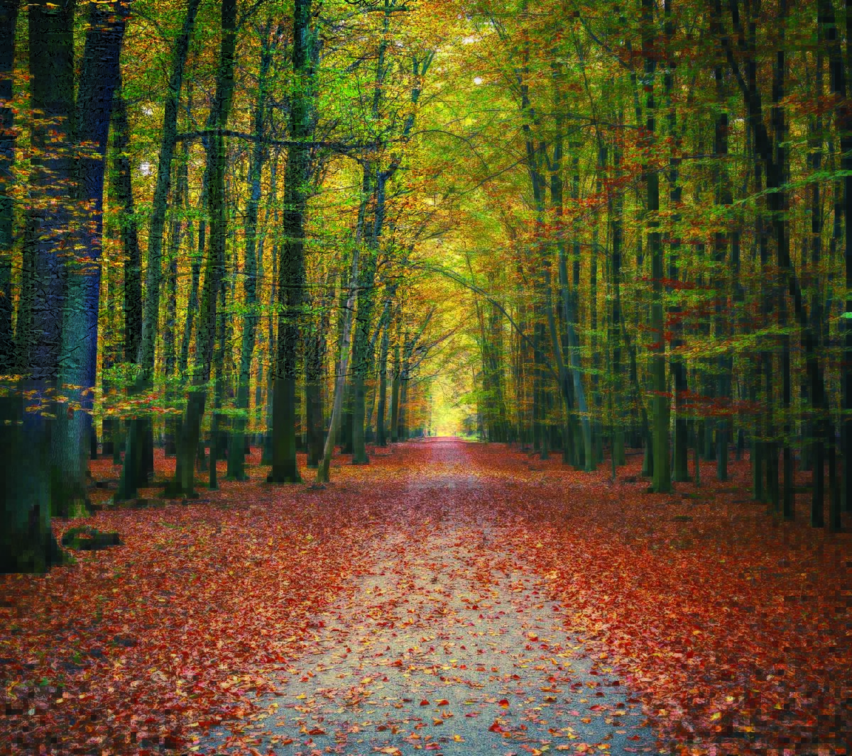 Autumn Nature MURAL WALLPAPER, Available in Various Paper Texture, Code M877. It is Produced as 105 CM WIDE ROLL PANELS. - Image 1