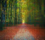 Autumn Nature MURAL WALLPAPER, Available in Various Paper Texture, Code M877. It is Produced as 105 CM WIDE ROLL PANELS.