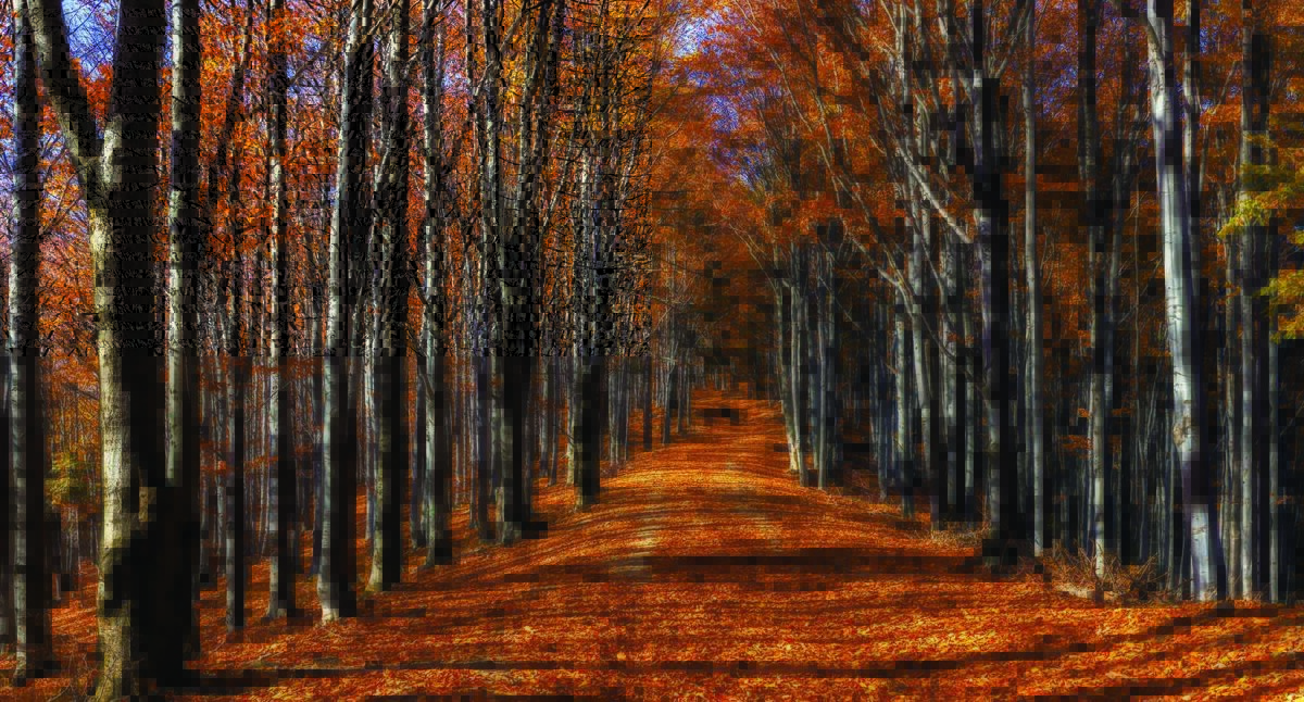 Autumn MURAL WALLPAPER, Available in Various Paper Texture, Code M878. It is Produced as 105 CM WIDE ROLL PANELS. - Image 1