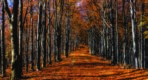 Autumn MURAL WALLPAPER, Available in Various Paper Texture, Code M878. It is Produced as 105 CM WIDE ROLL PANELS.