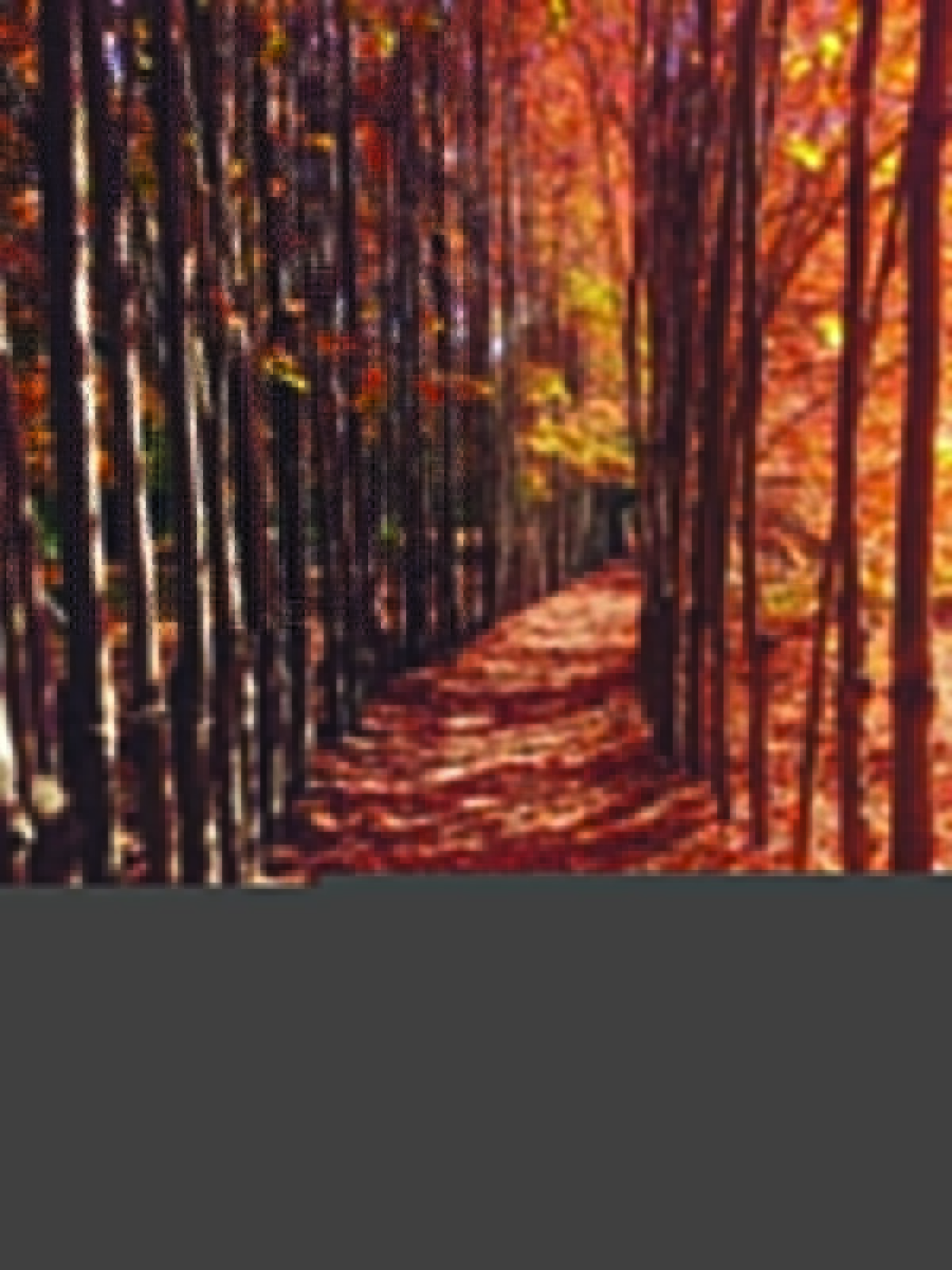 Landscape MURAL WALLPAPER, Available in Various Paper Texture, Code M879. It is Produced as 105 CM WIDE ROLL PANELS. - Image 1