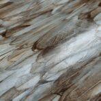 Modern Bird Feather Patterned Wallpaper Brown Code 9913-5 - Image 3