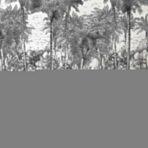 Jungle Design MURAL WALLPAPER, Available in Various Paper Texture, Code SE301. It is Produced as 105 CM WIDE ROLL PANELS. - Image 4