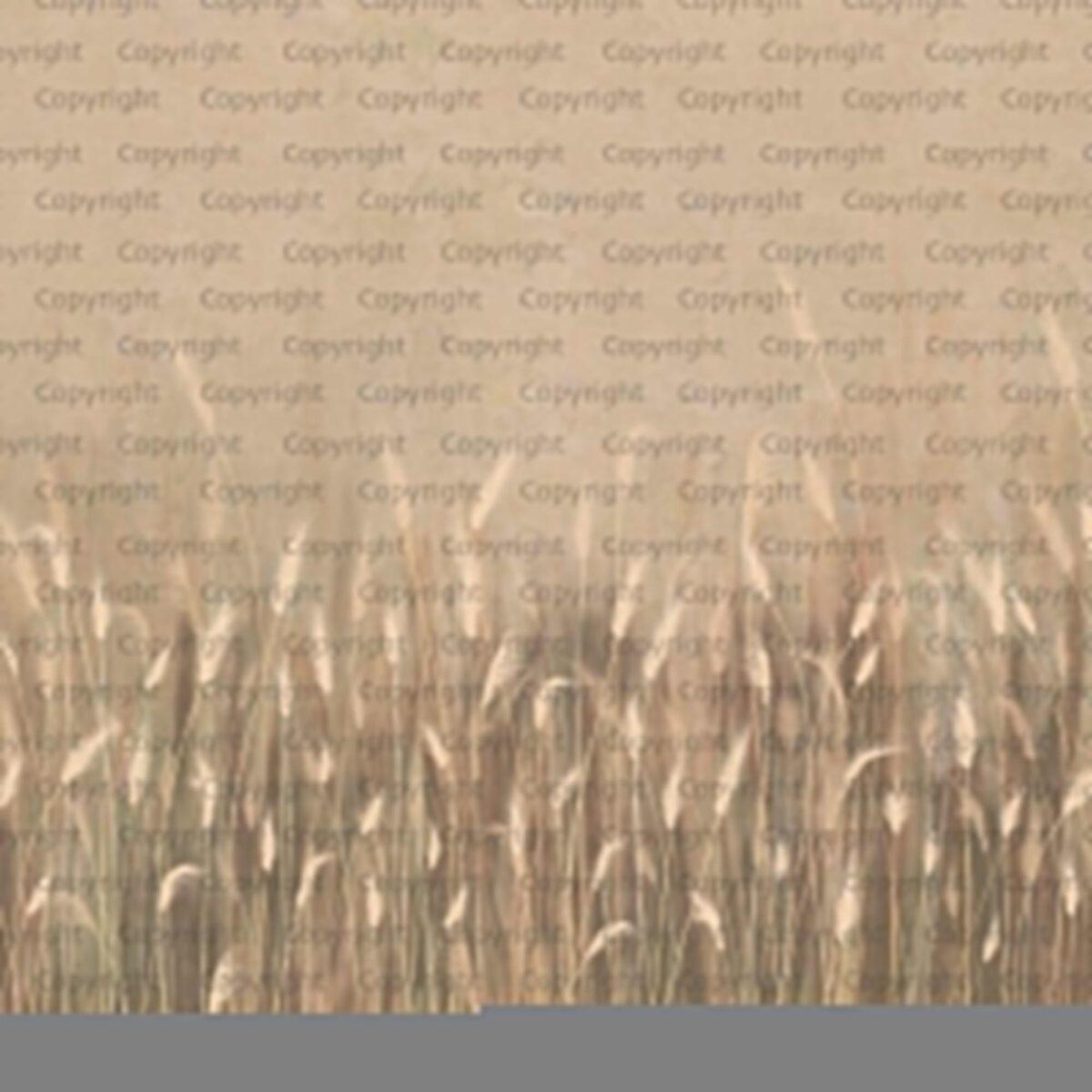 Pampas Flower Design MURAL WALLPAPER, Available in Various Paper Texture, Code SE302. It is Produced as 105 CM WIDE ROLL PANELS. - Image 1