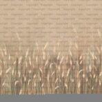 Pampas Flower Design MURAL WALLPAPER, Available in Various Paper Texture, Code SE302. It is Produced as 105 CM WIDE ROLL PANELS.