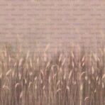 Pampas Flower Design MURAL WALLPAPER, Available in Various Paper Texture, Code SE302. It is Produced as 105 CM WIDE ROLL PANELS. - Image 4