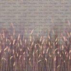 Pampas Flower Design MURAL WALLPAPER, Available in Various Paper Texture, Code SE302. It is Produced as 105 CM WIDE ROLL PANELS. - Image 2