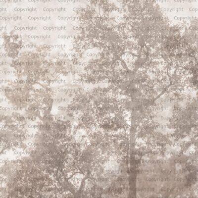 Cherry Blossom Tree Design MURAL WALLPAPER, Available in Various Paper Texture, Code SE312. It is Produced as 105 CM WIDE ROLL PANELS.